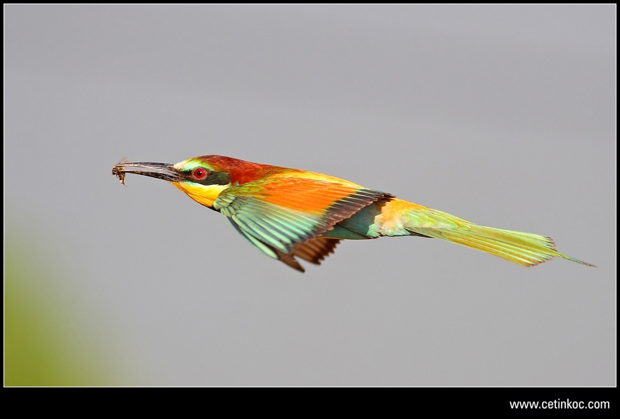 European Bee-eater