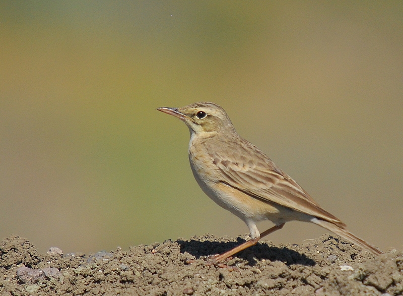 Tawny Pipit