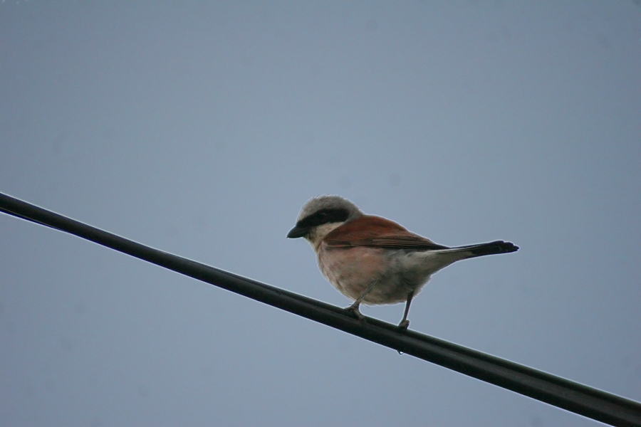 Red-backed Shrike