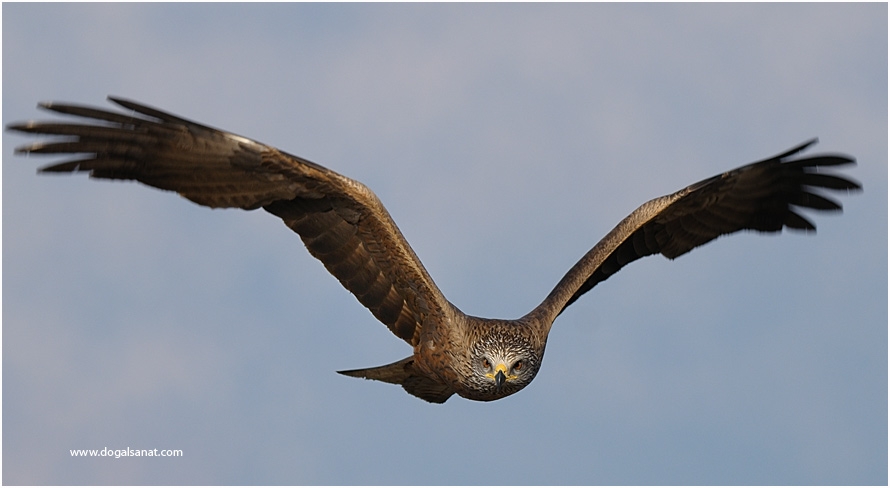 Black Kite