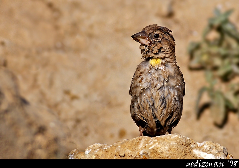Rock Sparrow