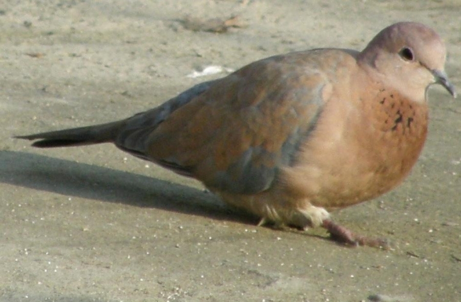 Küçük Kumru