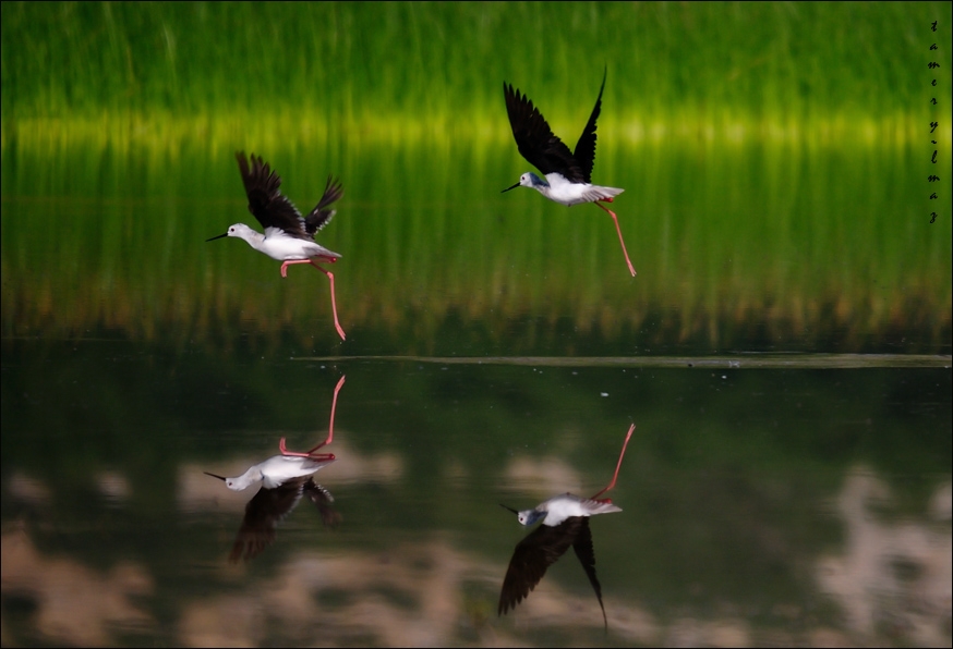 Black-winged Stilt