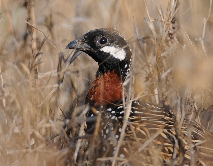 Black Francolin