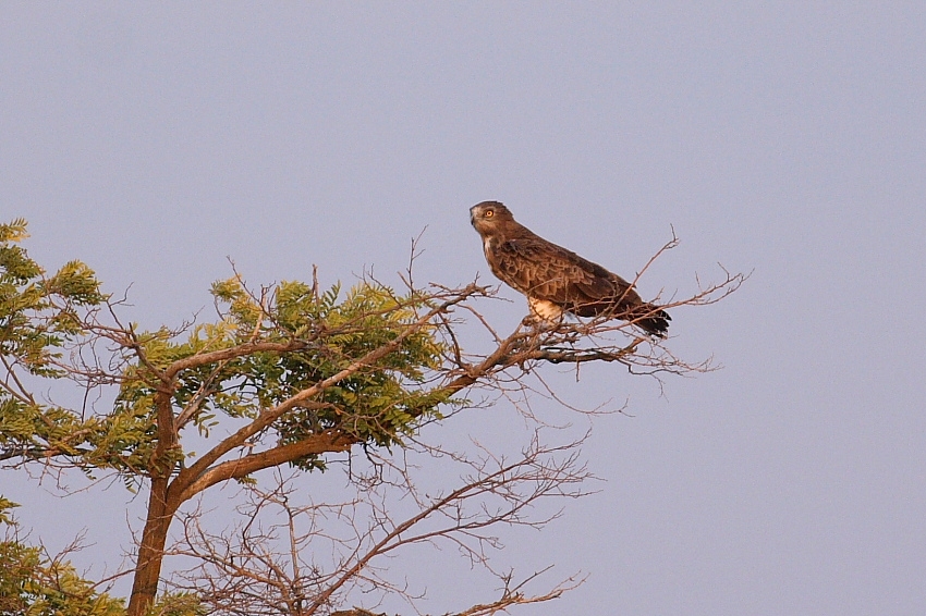 Short-toed Snake Eagle