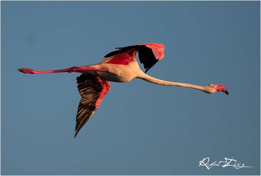 Greater Flamingo