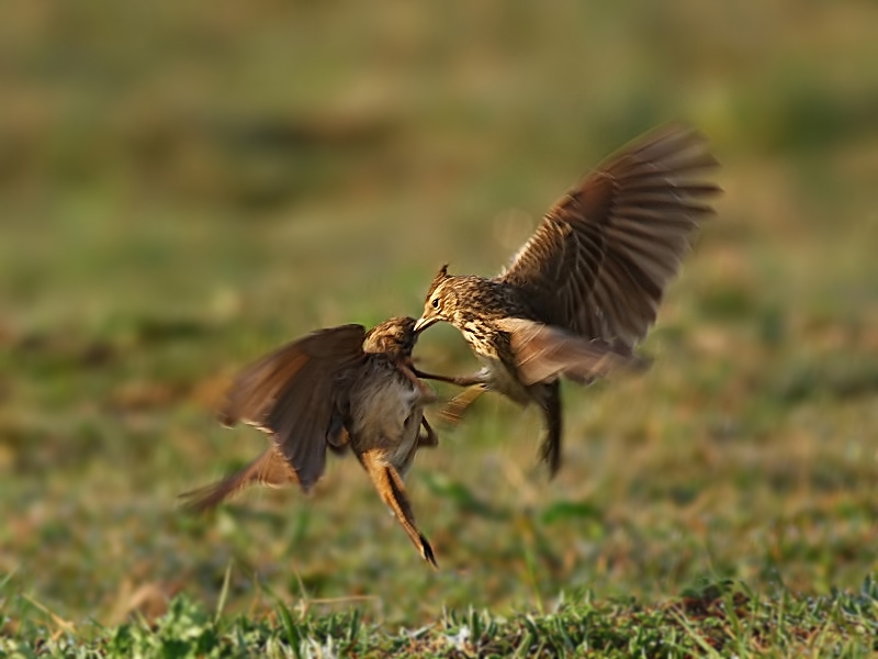 Crested Lark
