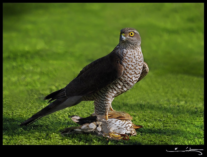 Eurasian Sparrowhawk