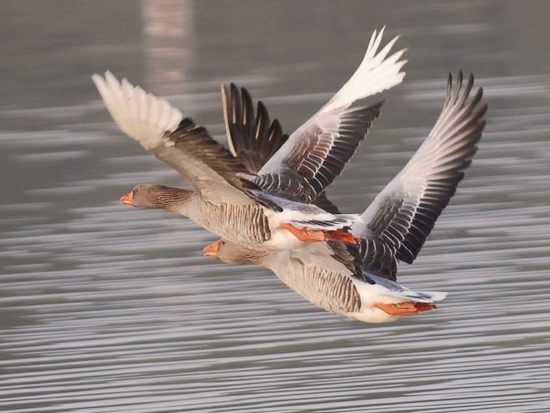Greylag Goose