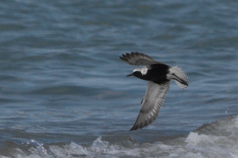 Grey Plover