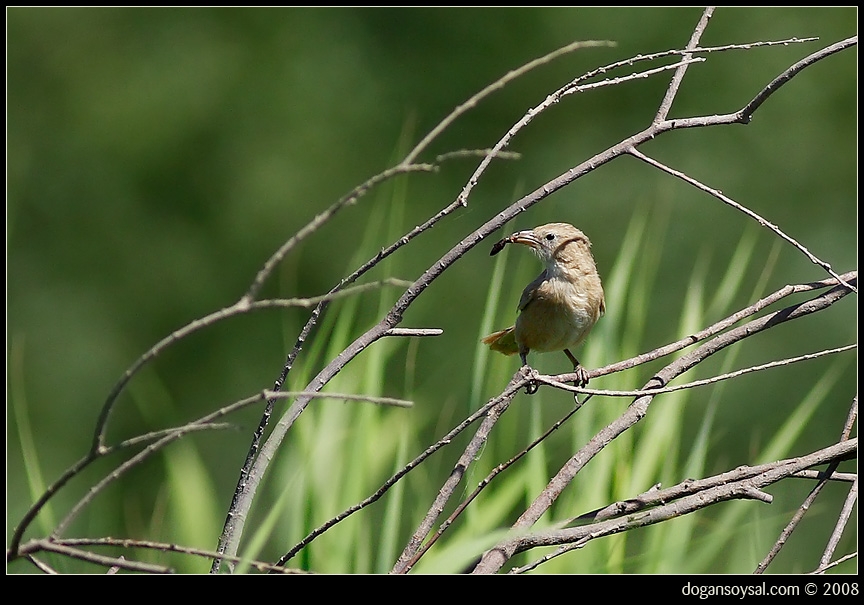 Iraq Babbler