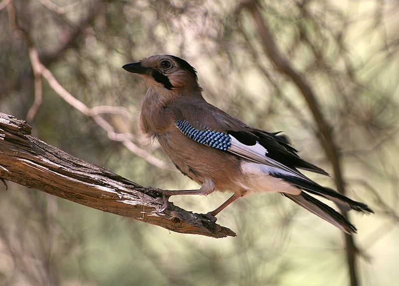 Eurasian Jay