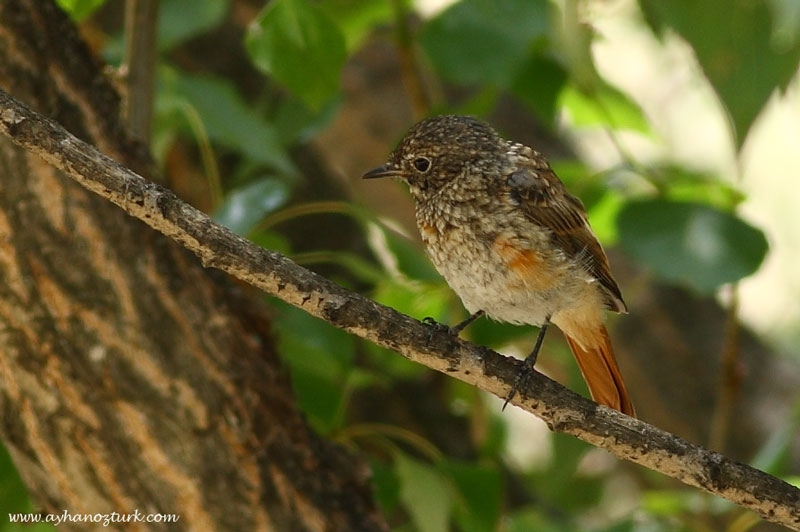 Common Redstart