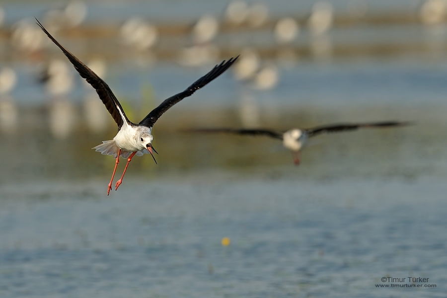 Black-winged Stilt