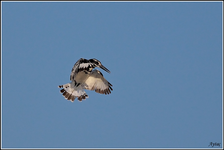 Pied Kingfisher