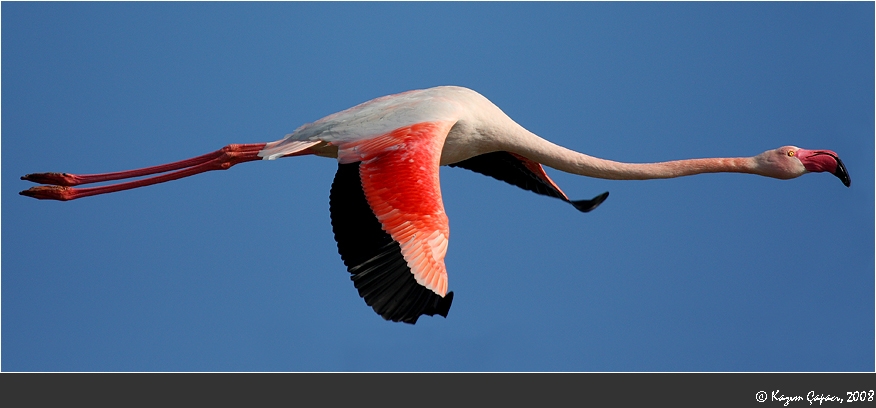 Flamingo