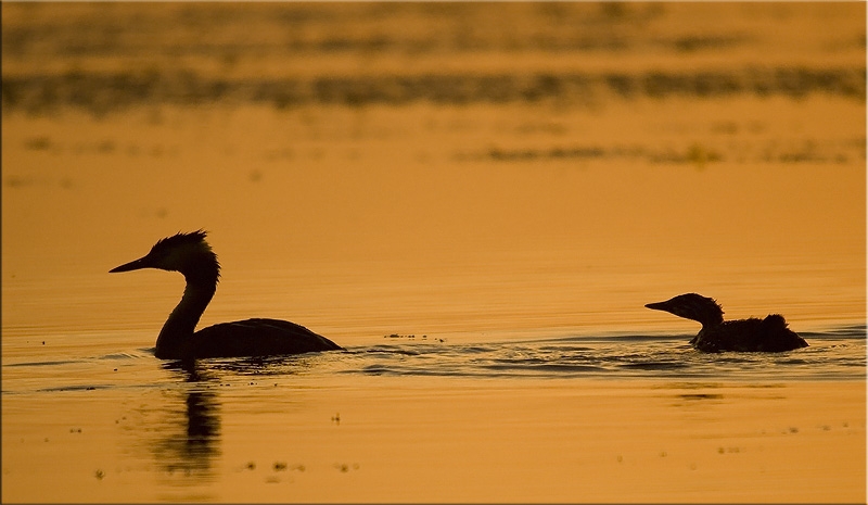 Great Crested Grebe