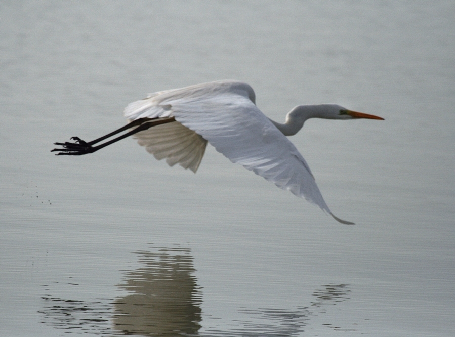 Great Egret