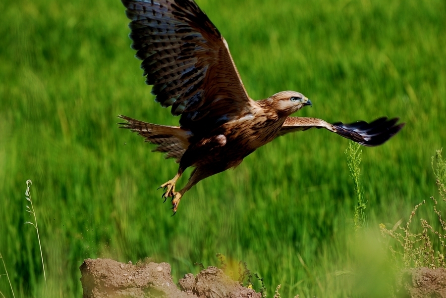 Long-legged Buzzard