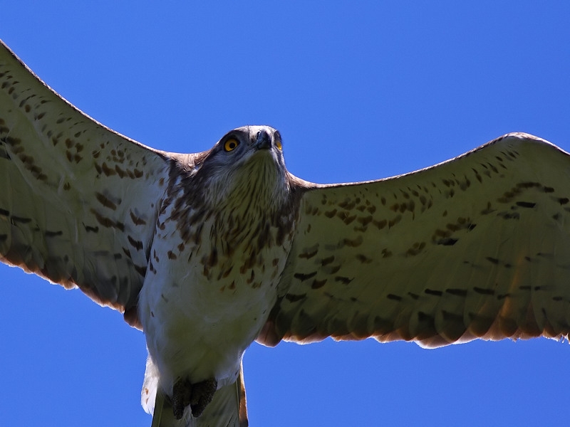 Short-toed Snake Eagle