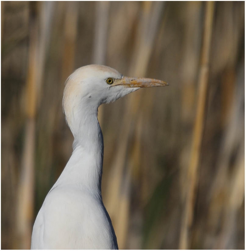 Western Cattle Egret