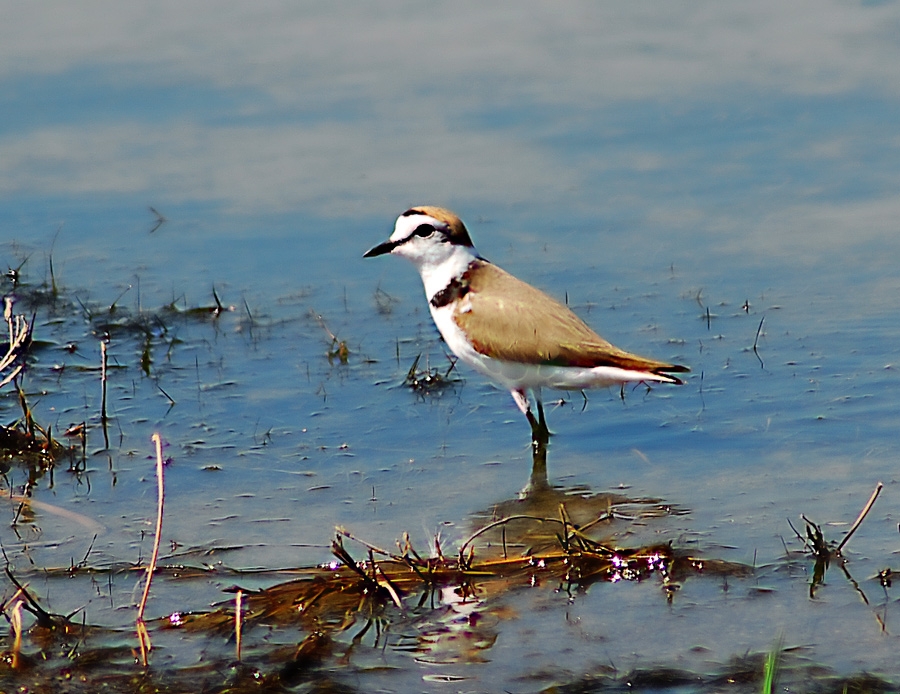 Kentish Plover