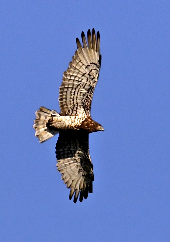 Short-toed Snake Eagle