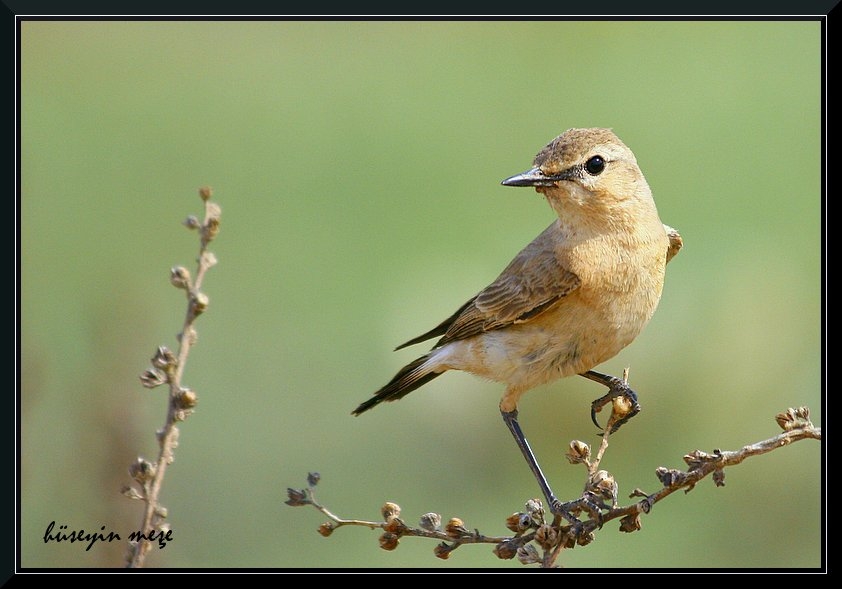 Isabelline Wheatear