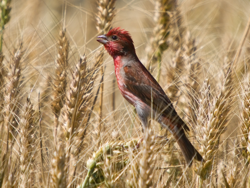 Common Rosefinch