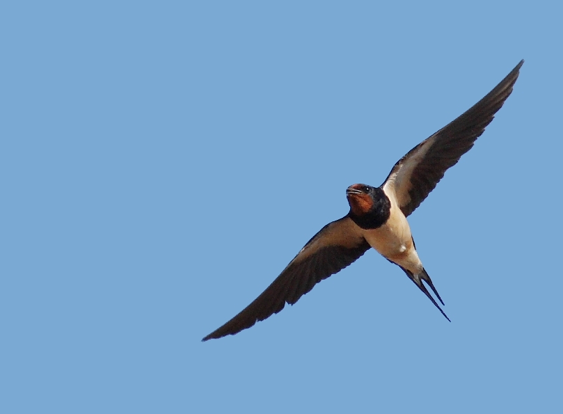Barn Swallow