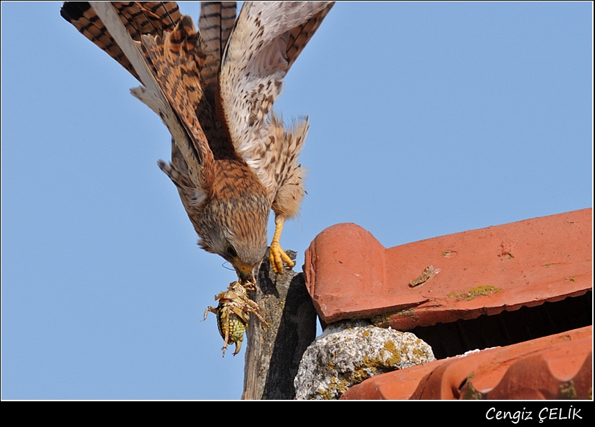 Lesser Kestrel