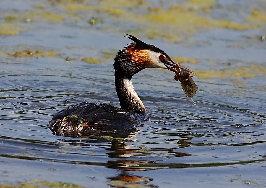 Great Crested Grebe