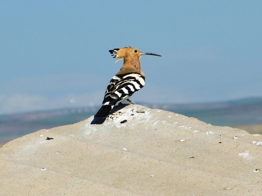 Common Hoopoe