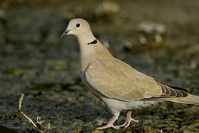 Eurasian Collared Dove