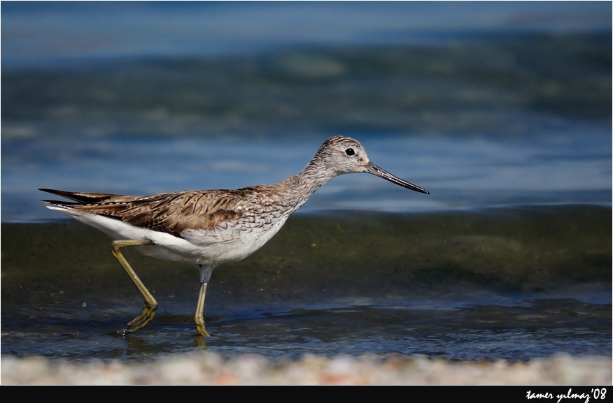 Common Greenshank