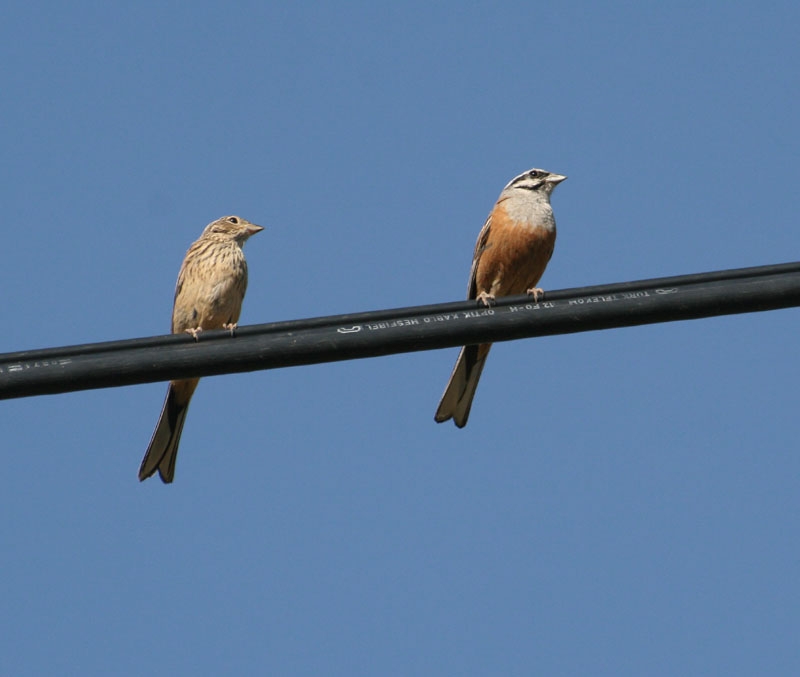 Rock Bunting