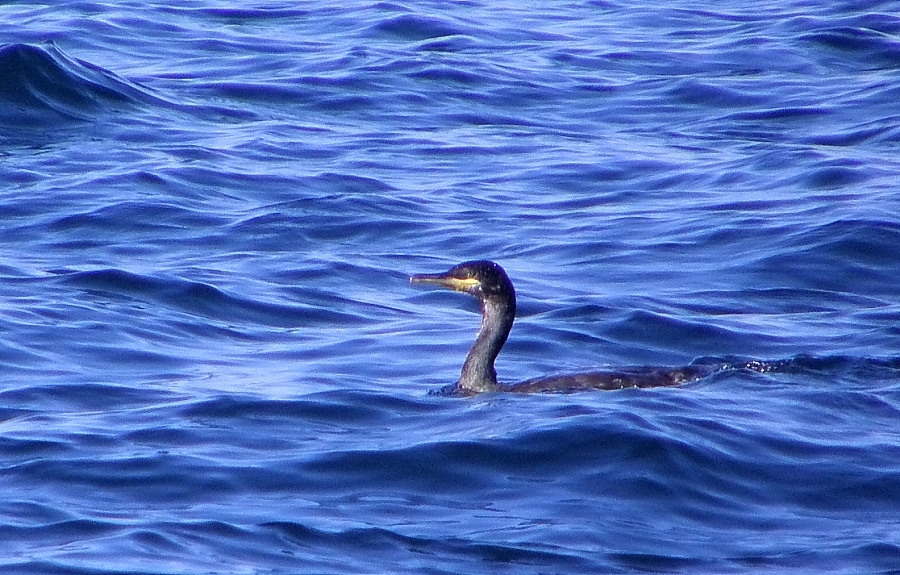 European Shag