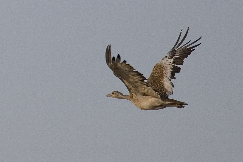 Great Bustard