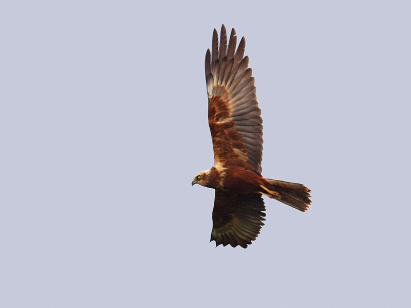 Western Marsh Harrier