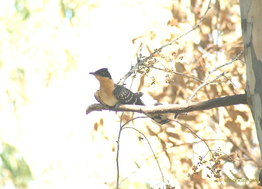 Great Spotted Cuckoo