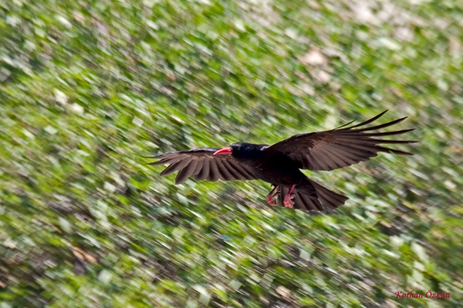 Red-billed Chough