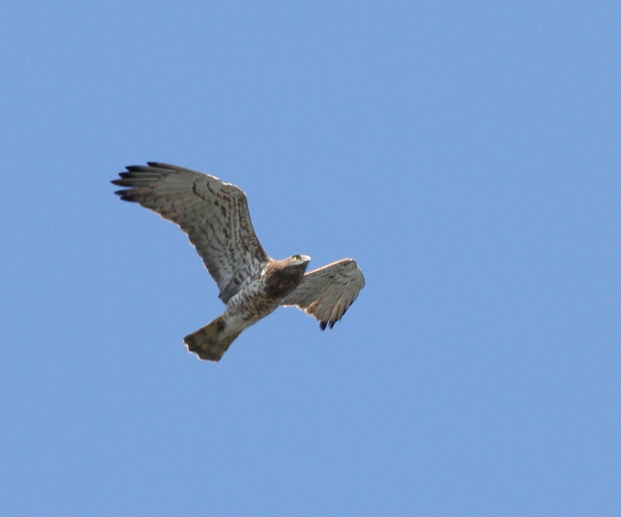 Yılan Kartalı