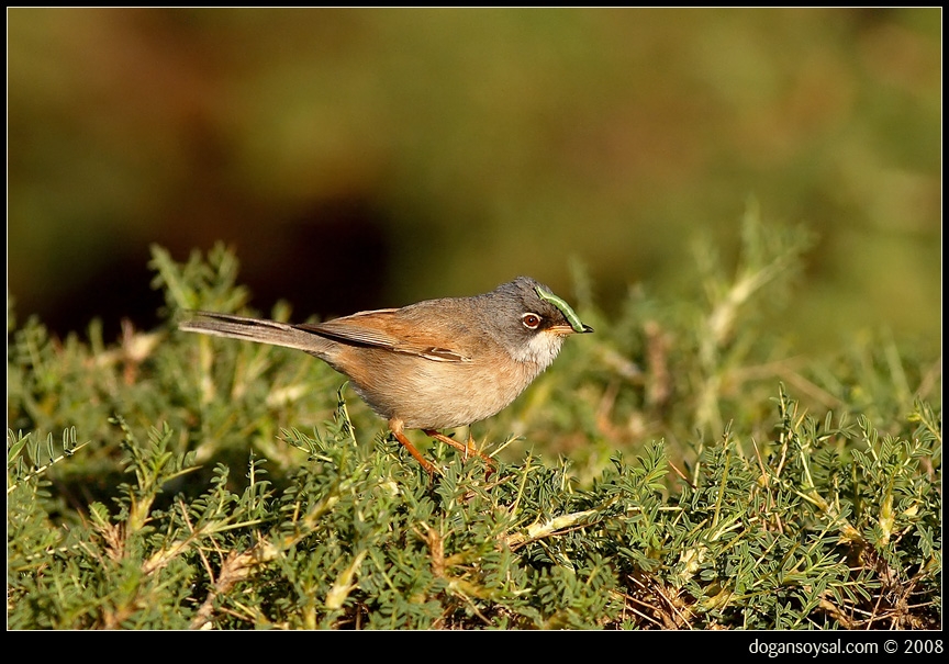 Spectacled Warbler
