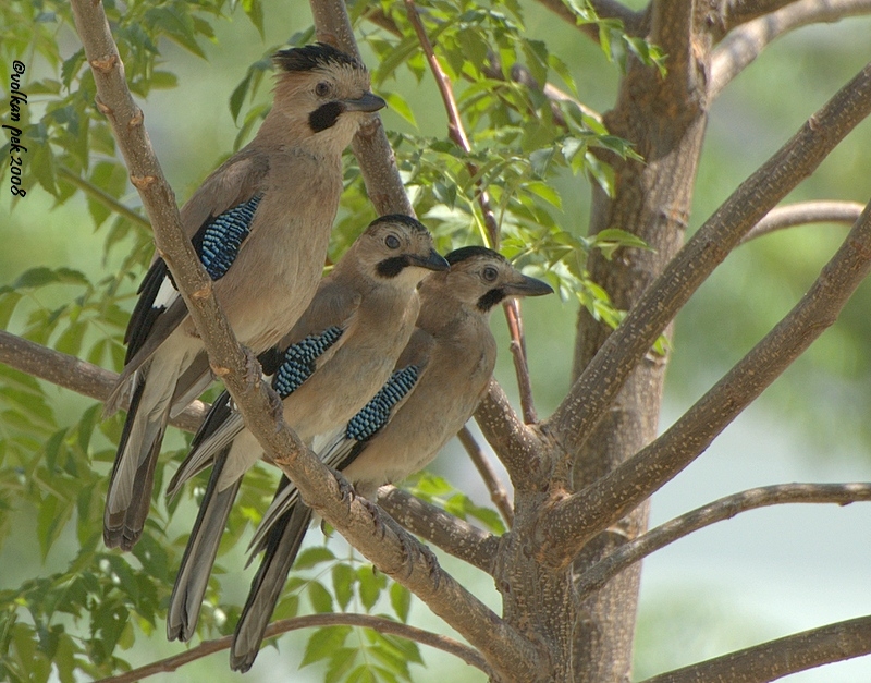 Eurasian Jay