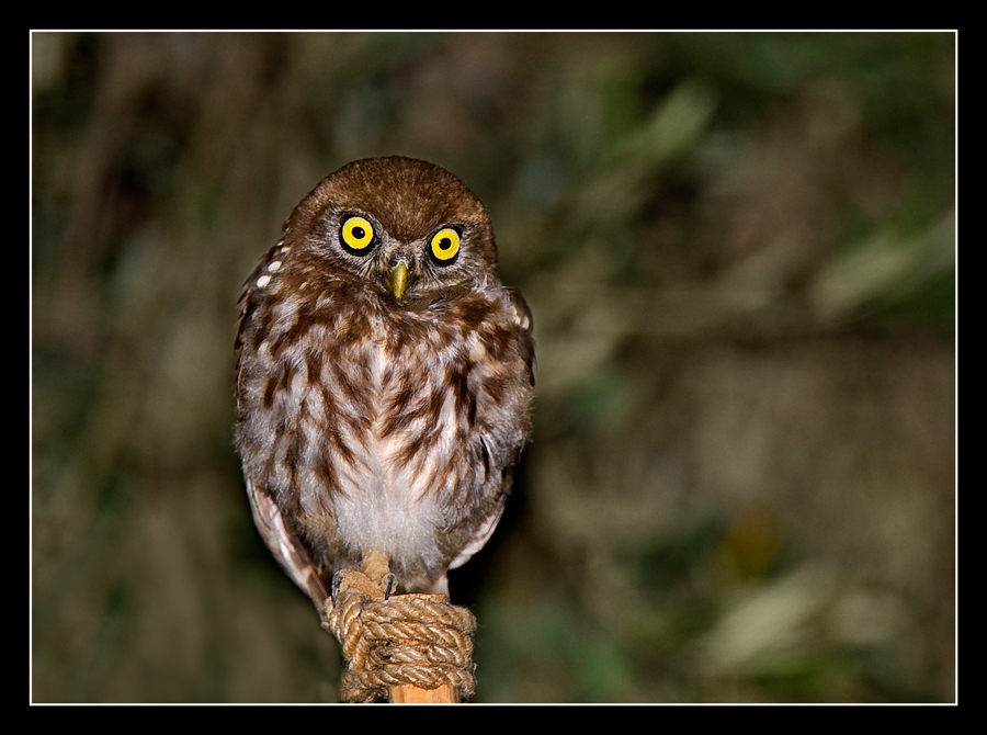 Little Owl