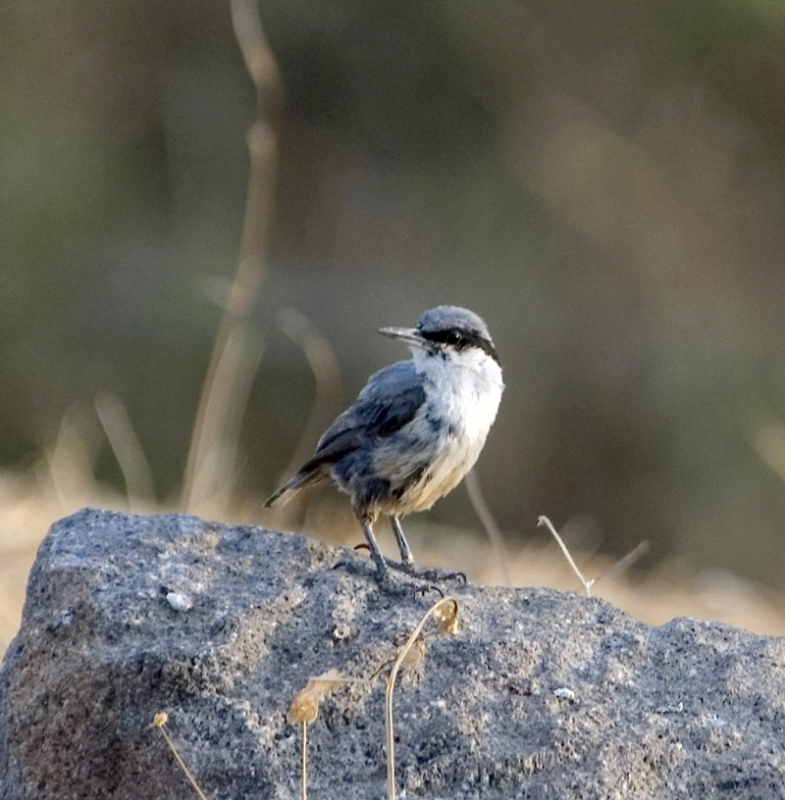 Western Rock Nuthatch