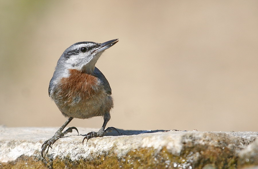 Krüper`s Nuthatch