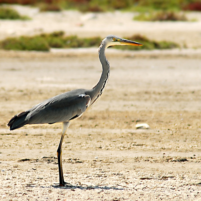 Grey Heron