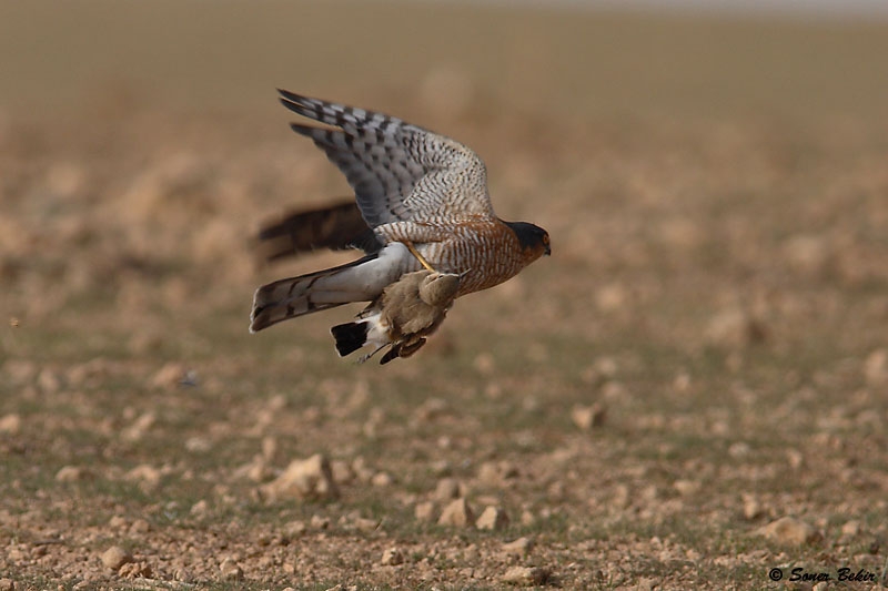 Isabelline Wheatear