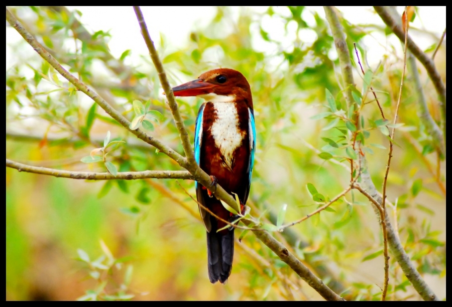 White-throated Kingfisher